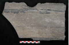 Foto (Detailansicht) von Sigillaria elongata Brongniart (NHMW-GEO-2024-0188-11062)